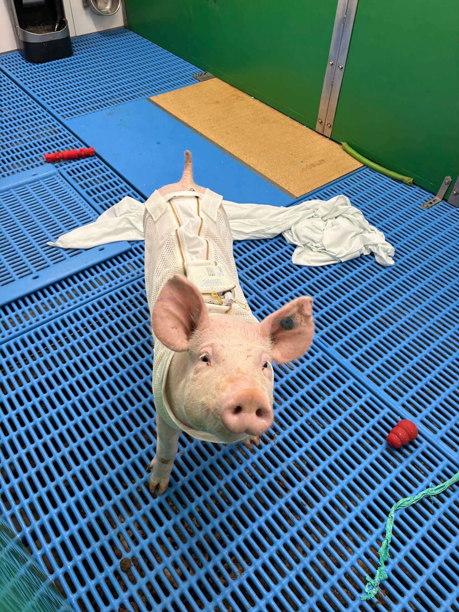 Pig 1