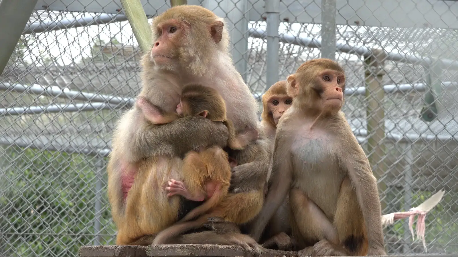 rhesus-group-housing